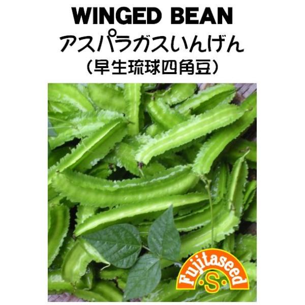 【栽培方法】1熱帯原産の蔓性の豆類で、栽培温度は１５〜３５℃を必要とします。この品種は早く収穫できるタイプで長日期でも花芽ができます。　良質のタンパク質が豊富な栄養野菜です。畝幅６０cm、株間２５cm位に２〜３粒ずつ播種します。あるいは、蒔...