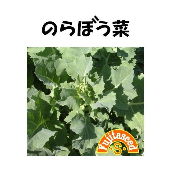野菜 タネ 種 のらぼう菜 藤田種子 Buyee Buyee Japanese Proxy Service Buy From Japan Bot Online