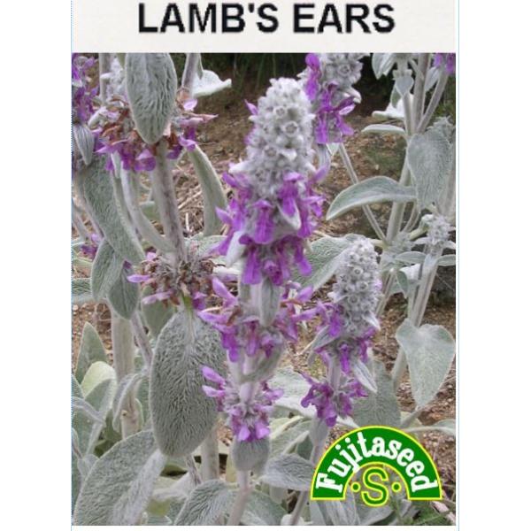 【利用方法】シソ科の多年草。葉は灰色の毛でおおわれ、やわらかい感触と形が羊の耳に似ていることからこの名前がつきました。主な利用法は、切り花、ドライフラワー、リース、ポプリなどです。また、シルバーリーフの色合いは　花壇や寄せ植えなど観賞用とし...