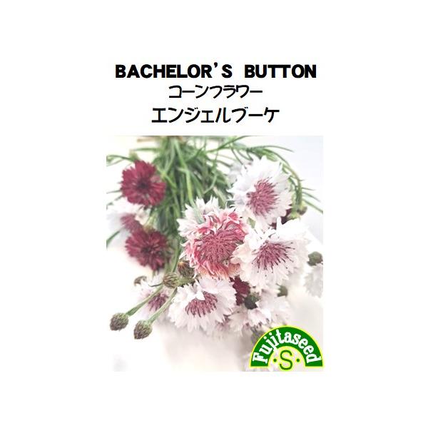 【利用方法】キク科、和名「ヤグルマギク」です。草丈約６０〜１００ｃｍ、５月頃から濃淡様々なピンク色などの花がたくさん咲きます。花はポプリに混ぜて色どりに使われています。また、花壇や植木鉢など観賞用として幅広く栽培されています。特に切り花は最...