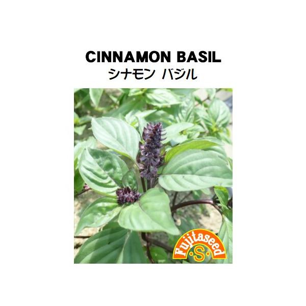 【利用方法】　シソ科の１年草。シナモンに似た芳香があり、葉茎を　料理やハーブティーに利用します。　また、ポプリにしてもおすすめです。　。【まき時期（一般地域）】　4月〜6月【発芽難易度】中級者向　　【容量】　0.5ml【種子有効期限につきま...