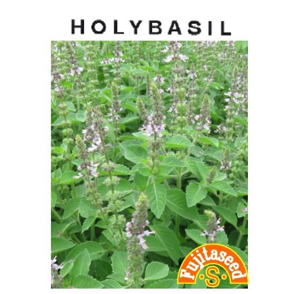 【利用方法】バジルの中でも香りが強いのが特徴です。その風味を活かしてガパオなどのタイ料理に使われています。ポプリやハーブティーにもおすすめです。花壇に植えると、蚊やダニ・アブラムシ除けにもなると言われています。【まき時期（一般地域）】　4月...