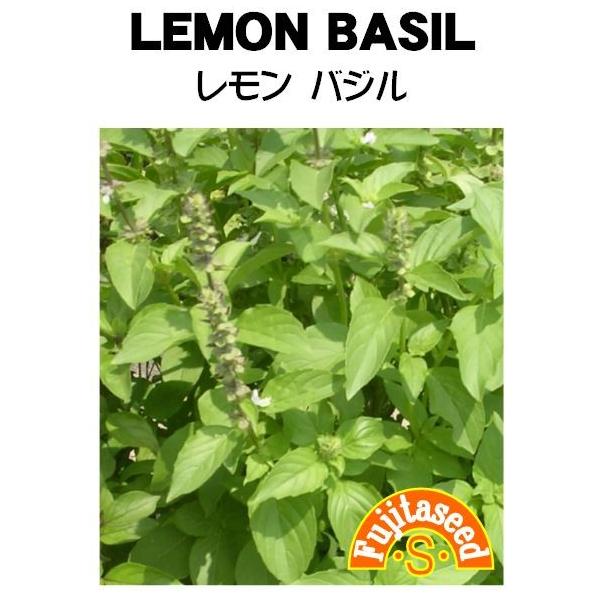 【利用方法】鶏肉料理と相性が良く、ソースにもご利用下さい。ポプリや入浴剤としても利用できます。【まき時期（一般地域）】　4月〜6月【発芽難易度】中級者向　　【容量】　0.3ml【栽培方法】１．春、霜の危険がなくなってから種をまきます。本葉５...
