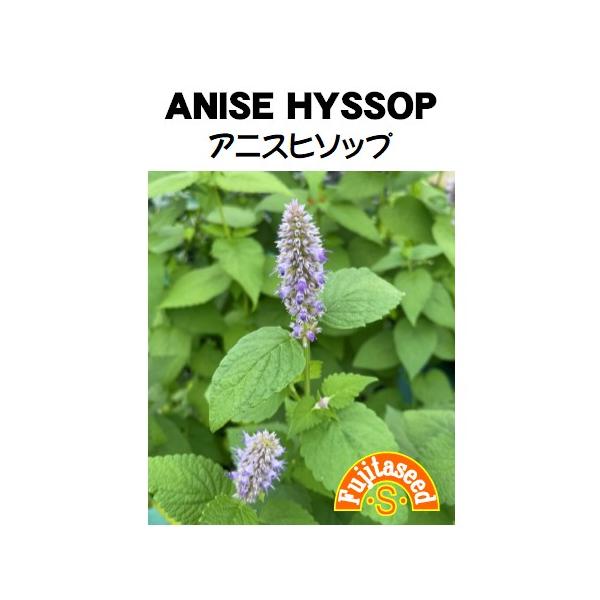 【栽培方法】日当たりから半日蔭のやや湿り気のある場所でよく育ちます。【利用方法】　　　　　北アメリカ原産で、アニスに似た強い香りがします。サラダやティー、ポプリ、ドライフラワー等に利用します。初夏には穂状の花が長期間咲き、花壇の彩りにおすす...