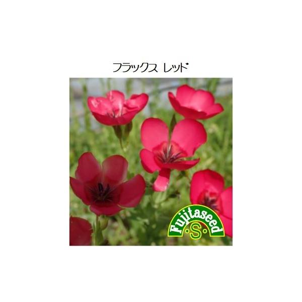 【利用方法】中央アジア原産のアマ科の一年草。冷涼な気候で日当たりと水はけの良い場所を好みます。茎、葉は細くすらっとしていて花壇一面に咲いている姿はとても美しいです。【まき時期（一般地域）】　3月〜4月・9月〜10月【発芽難易度】中級者向　　...