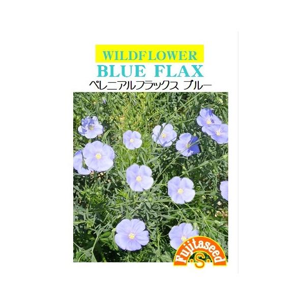 【利用方法】中央アジア原産のアマ科の宿根草。冷涼な気候で日当たりと水はけの良い場所を好みます。初夏〜夏頃に美しい青色の花を咲かせます。平らな光沢のある種子は、浴剤にすると肌を滑らかにする効果があるとされています。茎、葉は細くすらっとしていて...