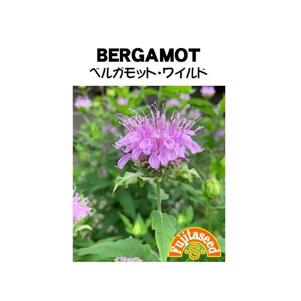 【利用方法】シソ科の耐寒性多年草。 花は甘い香りで蜜源になるところから「ビーバーム」とも言われています。 草丈は約7０〜１2０ｃｍ、開花は初夏〜夏、ピンクから藤色の花が咲きます。  爽やかな柑橘系の香りがあり、料理の香味づけに利用します。ハ...