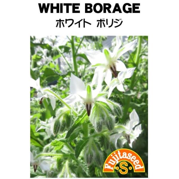 【利用方法】ムラサキ科の１年草で、草丈４０〜８０センチになります。開花は４〜９月で、白色の美しい星型の花を咲かせます。利用部は葉・茎・花。葉はお茶やドリンク類に用い、花や若葉はキュウリに似た風味を利用しサラダなどに使います。また、花の色、形...