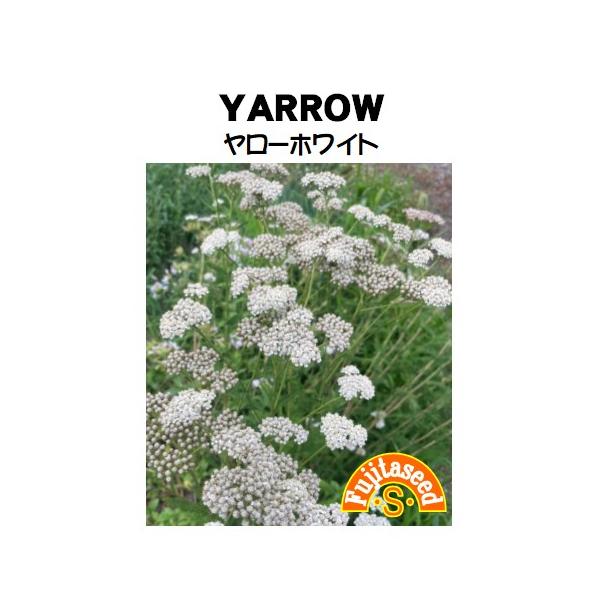 【栽培方法】種子は小さく細かいので水やりの時に種子が流れないように注意してください。本葉が６〜７枚のころ、プランターなどに約20ｃｍ間隔で定植します。【利用方法】キク科の多年草、開花は６〜９月頃。繁殖力が強く、暑さ寒さ病虫にも強く栽培しやす...