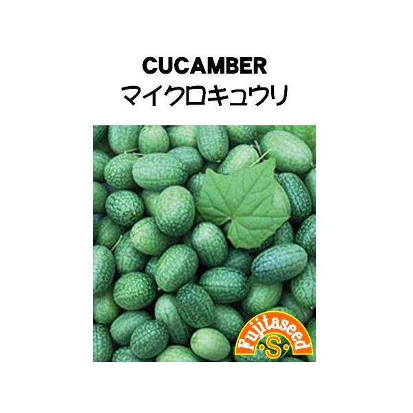 【栽培方法】春、暖かくなってきた頃よりビニールポットに種まきし、苗を仕立て、本葉３〜４枚の頃に植え付けします。丈夫で育てやすく、グリーンカーテンにお薦めです。【利用方法】小さな可愛い実をたくさんつけるキュウリです。実の大きさは約２cmで、ス...