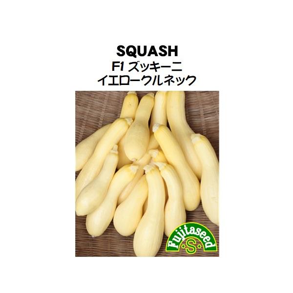 野菜 タネ 種 F1　ズッキーニ　イエロークルネック　 藤田種子