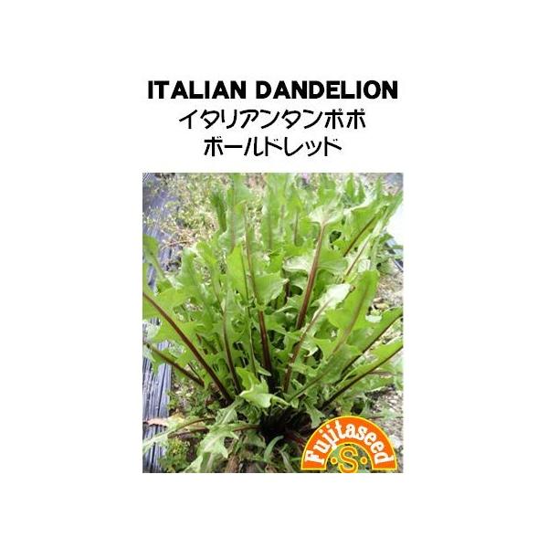 【栽培方法】ビニールポット等に種をまき、本葉４〜５枚の頃、プランターや畑に２０cm間隔で植え付ける。草丈１０cm位より順次摘みとり、または刈り取って利用。【利用方法】レタスやキャベツの１割ぐらいの分量でミックスし、サラダに。また、葉形を生か...