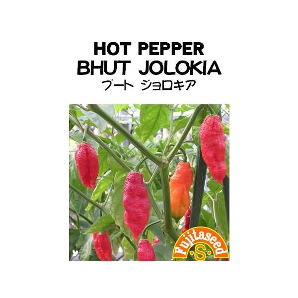 【栽培方法】 一般のトウガラシと同じように栽培します。 発芽・生育は、やや時間がかかります。【利用方法】　ハバネロより辛く、その辛さは世界ランキングの上位につけます。 ピクルス等の辛み付け、サルサソースやディプス・たれなど辛いソースの辛み付...