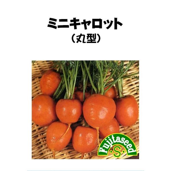 【利用方法】ミニの丸形ニンジンです。甘味があり、サラダや生食、煮込み料理などに利用します。生育早く、栽培も容易で、プランターでもできます。５〜１０cm間隔に間引きながら葉も順次利用します。【まき時期（一般地域）】3月〜4月・7月〜8月【発芽...