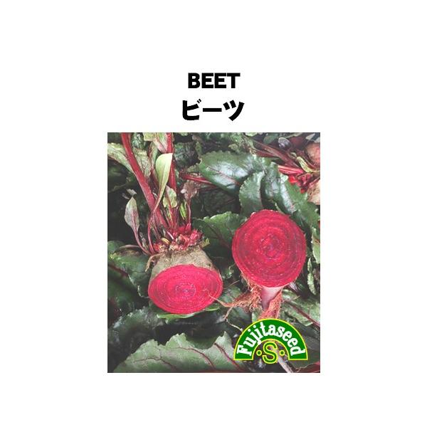 【栽培方法】種は筋まきし、適宜間引きをしながら育てます。最終的に株間を約15ｃｍ間隔にします。栽培も容易でプランターでもできます。耐寒性はありますが、暑さにやや弱いです。【利用方法】ロシア料理の「ボルシチ」の野菜として知られています。甘味が...