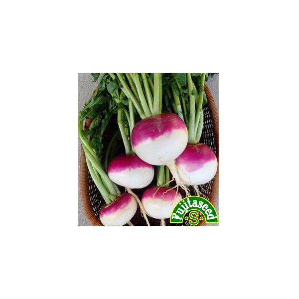 【栽培方法】春、秋の２シーズン種まきが可能で、夏、秋、冬と順次収穫できます。本葉２〜３枚に育った頃、１０〜１５cm株間で間引きます。日当たり・排水良く、肥えた土で作って下さい。【利用方法】煮くずれしにくく、シチューやポトフなどによく使われま...