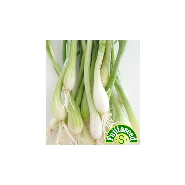 【栽培方法】１.種を筋まきで密にまきます。２.草丈１５〜２０cmの頃より、順次収穫します。【利用方法】収穫したては大変柔らかく、甘くておいしいです。サラダなど生食、薬味、スープなどに利用します。種をまく時期により、表の写真のように丸くなった...