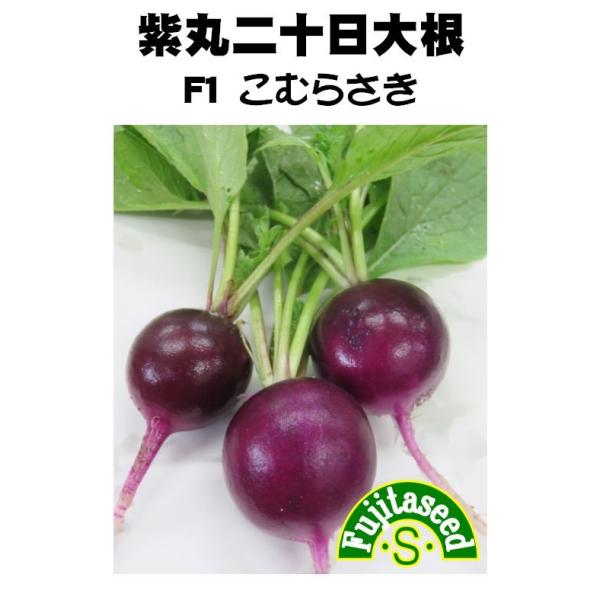 【栽培方法】ベランダや庭先でも簡単に栽培できるラディッシュです。畑やプランターに直接種をまきます。本葉が出始めたころ、３〜５cm間隔になるように間引きます。直径２〜３cm位で適期を逃さないように早めに収穫します。【利用方法】外皮が鮮やかな紫...