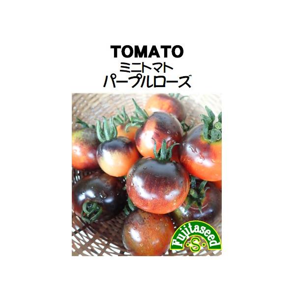 野菜 タネ 種 ミニトマト パープルローズ 藤田種子
