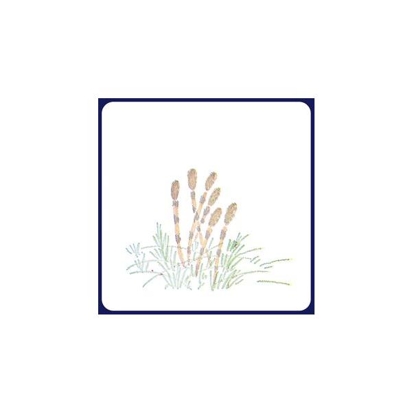 y󒍐YzR[X^[@@2Fip^j ^100iܓj