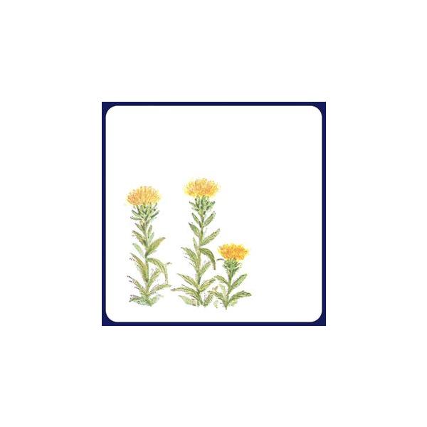 y󒍐YzR[X^[@gԁ@2Fip^j 1P[X(100×20)