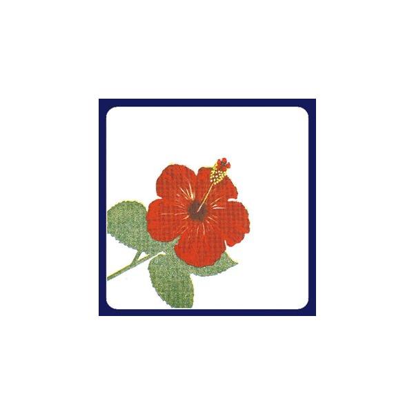 y󒍐YzR[X^[@nCrXJXip^j 1P[X(100×20)