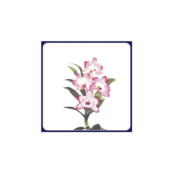 y󒍐YzR[X^[@Ӓ@2Fip^j 1P[X(100×20)