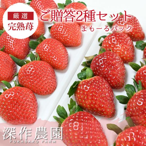 幻のイチゴ 長野産 軽井沢 桃薫 大粒 12 15粒 約300g 2パック 送料無料 果物 フルーツ いちご 苺 ギフト E Atai Shinsaku いちご Wordsliive Org