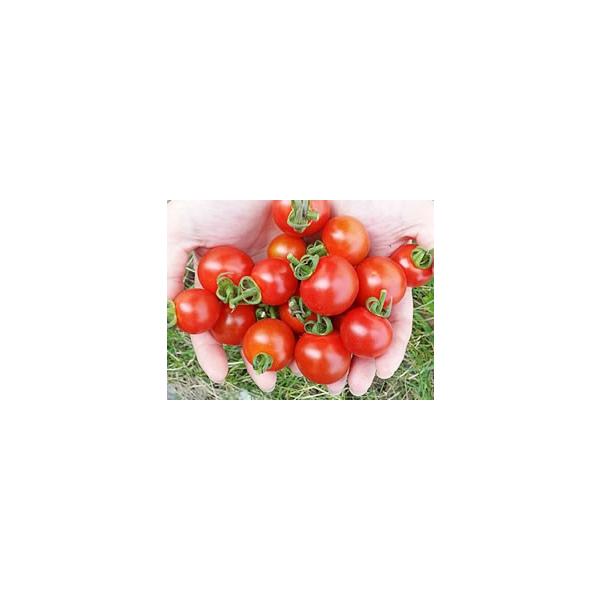 横井さんのフルーツトマト（500g）