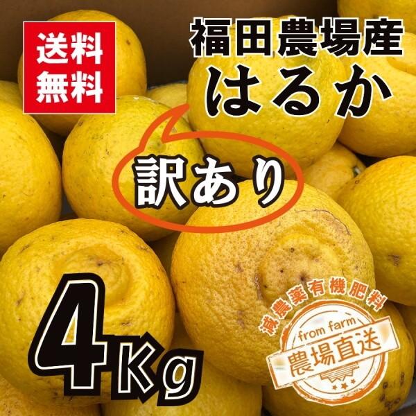 はるかみかん 4kg 訳あり 送料無料 東北北海道除く 熊本福田農場15玉から16玉前後lから2lサイズ R146 福田農場オンラインyahoo ショップ 通販 Yahoo ショッピング