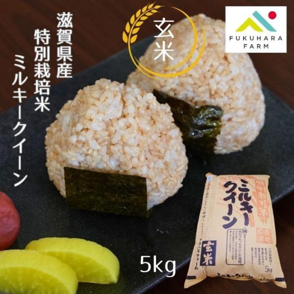 ミルキークイーン 特別栽培米 5キロ 玄米 令和6年産 フクハラ ミルキークイーン 特別栽培米 5キロ 玄米 令和6年産 フクハラ