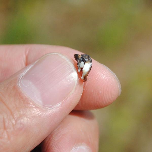 [Release date: December 26, 2020]そば処「福井」より福井県北部の福井市、あわら市、坂井市で蕎麦粉の生産をするハーネス河合のそば粉10割をお届けします。賞味期限は1カ月とさせて頂きます。そば通や麺類業界では有名...