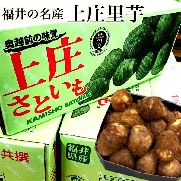 上庄里芋　赤秀L　5kg化粧箱　福井県特産　 お歳暮・贈答用に おせち料理に　送料無料