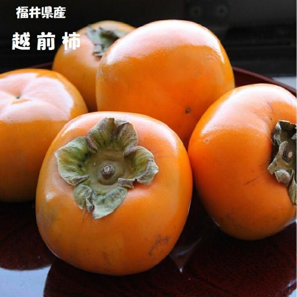 越前柿 大６玉化粧箱  福井県産 種無し柿 平核無柿 柿 かき 果物ギフト フルーツギフト 果物