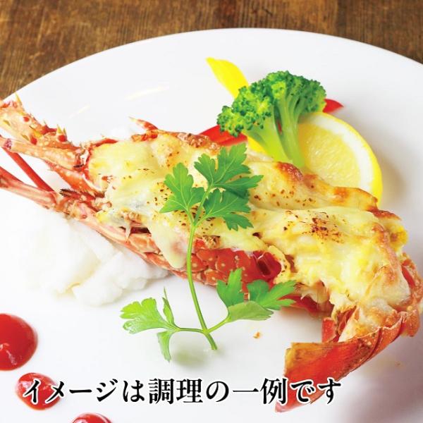 〈常磐もの〉伊勢エビのボイル 1尾 福島県 送料込 【お届けにお時間をいただきます】