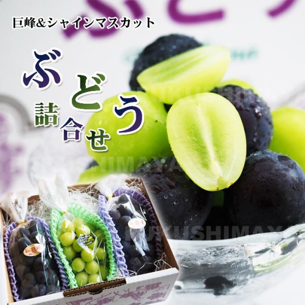 お買い得 ぶどう詰め合わせ① 約4.8kg シャインマスカット ピオーネ 巨峰 ぶどう専門農家直送】こだわりのニューピオーネ＆シャイン