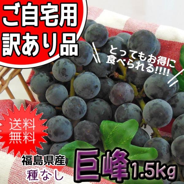 ぶどう 巨峰 (種なし) ご家庭用 訳あり 福島県産 約1.5kg 発送時期：9月末頃〜10月下旬頃まで予定　※沖縄県への発送不可