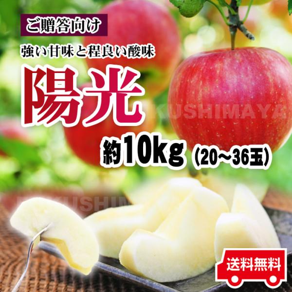 陽光 りんご リンゴ 約10kg箱 20〜36玉入 ようこう 贈答用 福島県産 （10月中旬頃〜11月上旬頃まで発送予定）　※沖縄県への発送不可