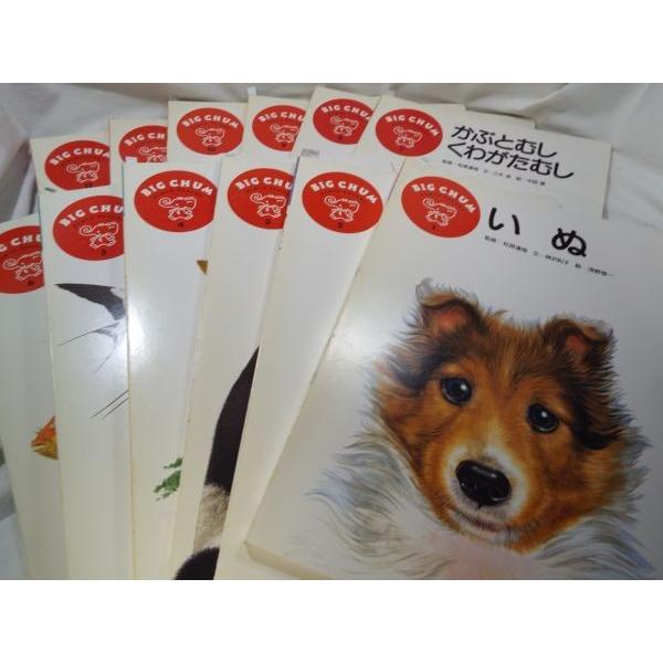 知育絵本[ビッグチャム はじめてのずかんえほん 全12冊セット] ブック  