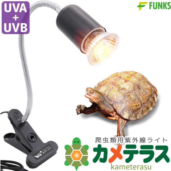 funks-store_tortoise-light