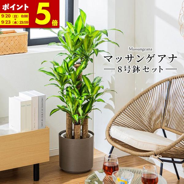 MINT マッサン 観葉 植物 本物 観葉植物 8号 高さ約110〜130cm