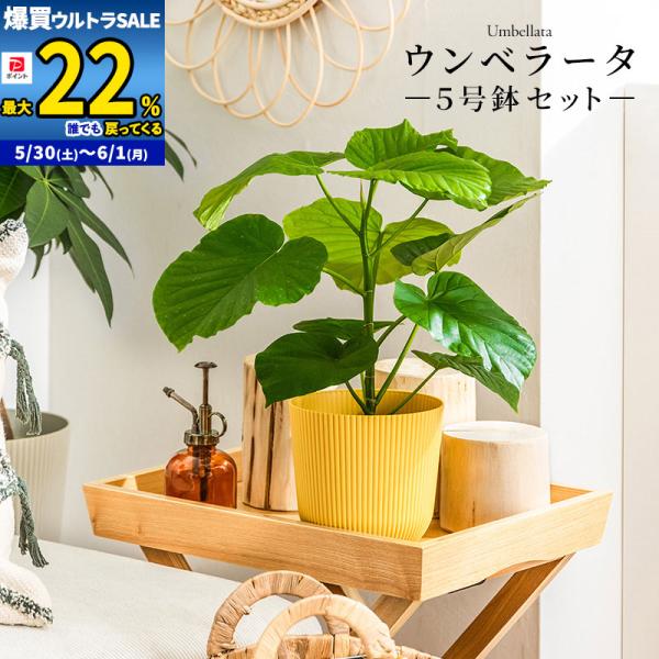 観葉植物 ウンベラータ furnbonheur_lfumb5