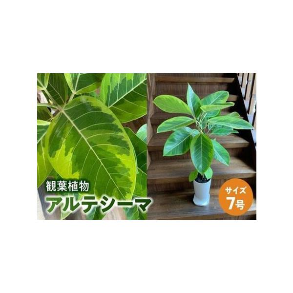 ■ 容量　観葉植物 アルテシーマ1鉢　(受け皿付きプラスチック鉢7号サイズ 縦25.5cm横幅16.5cm)　総重量約3Kg、高さ約80cm〜90cm、横広がり約30cm〜40cm※鉢込みの長さです。　※自然の産物ですので個体差がございます...