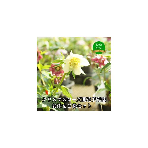 ■ 容量　クリスマスローズ開花予定株お任せ2株セット（5号サイズポット2株）　原産地:日本　製造地:東京都　加工地:東京都　タイプ：【常温】