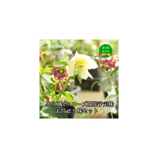 ■ 容量　クリスマスローズ開花予定株お任せ９株セット（4.5号〜5号ポット9株）　原産地:日本　製造地:東京都　加工地:東京都　タイプ：【常温】