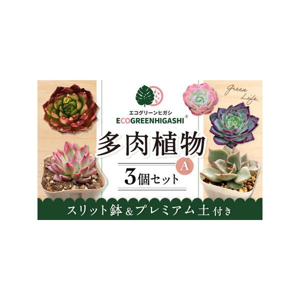 ■ 容量　・多肉(カット苗) 　　数量：2個　　サイズ：2?6cm程度　※カット苗はネームプレートが付いていない状態でのお届けとなります。予めご了承ください。　　・人気の多肉(根付き、ビニール白ポット付き）　　数量：1個　　ビニール白ポット...