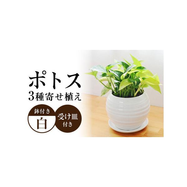 ■ 容量　観葉植物 ポトス オウゴンカズラ 3種寄せ植え ボール形陶器鉢植え×1　受け皿付き　管理方法のメモ付き　　【商品サイズ】　商品全体(鉢含む)の高さ：約20cm - 約30cm前後　鉢の高さ: 約15cm 幅: 約18cm ※±数c...