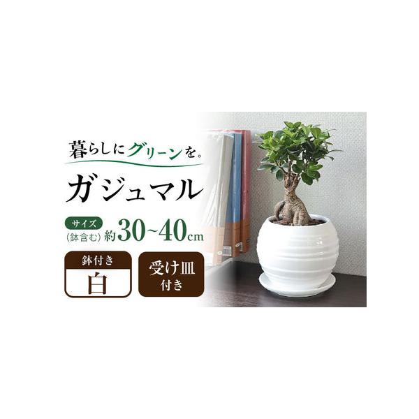 ■ 容量　観葉植物 ガジュマル 多幸の木  ボール形陶器鉢×1　受け皿付き　管理方法のメモ付き　　【商品サイズ】　商品全体(鉢含む)の高さ：約30cm - 40cm前後　鉢の高さ: 約15cm 幅: 約18cm ※±数cmほどの誤差がある場...