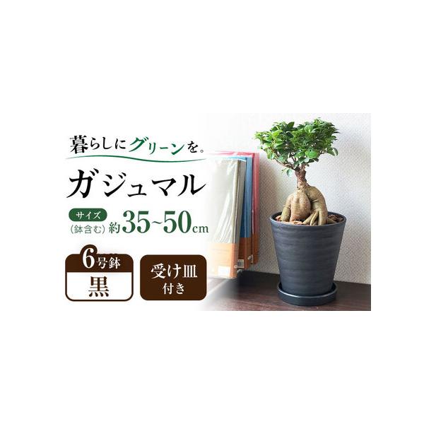■ 容量　観葉植物 ガジュマル　・セラート鉢×1　・受け皿付き　・管理方法のメモ付き　　■商品全体の高さ(鉢含む)　約35cm - 50cm 前後　　■鉢　高さ: 約20cm　幅: 約18cm　　※±数cmほどの誤差がある場合がございます。...