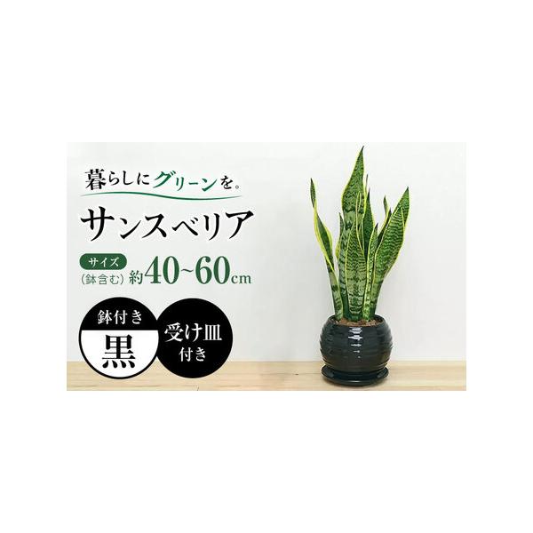 ■ 容量　観葉植物 サンスベリア　・陶器鉢×1　・受け皿付き　・管理方法のメモ付き　　■商品全体の高さ(鉢含む)　約40cm - 60cm 前後　　■鉢　高さ: 約15cm　幅: 約19cm　　※±数cmほどの誤差がある場合がございます。　...